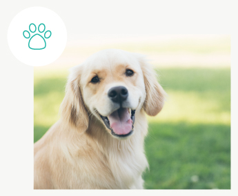 Asistencia de mascotas